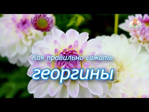Как посадить георгины / Правильная посадка георгин
