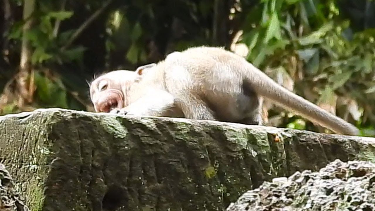 Cry& cry by temper angry mom Pricess reject milk! Baby Princeton strong shout cry s-eizure by hungry