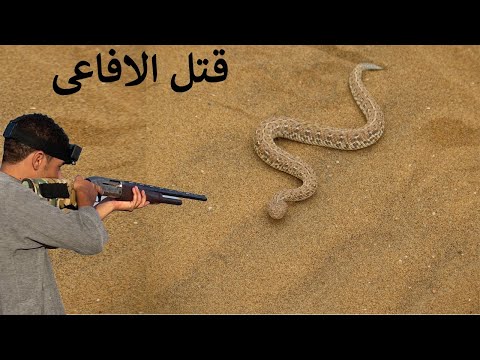 شاهد صيد الافاعى الخطيرة بالبنادق والسهام        