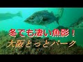 【釣り】冬でもすごい魚影!海釣り公園とっとパークの水中映像