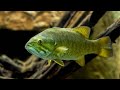 AMERICAN FISH | ORIGINAL FROM AMERICAN RIVERS