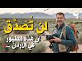 طيور الاردن النادرة والمهددة بالانقراض جولة برية من اقصى شمال الاردن الى جنوبها