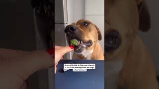 Can dogs have broccoli? 🥦