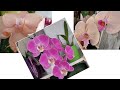 100 орхидей в однушке! Цветение в марте. Часть 2