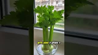 “Hidroponia desde cero: cómo cultivar alimentos sin tierra, ahorrar en comida