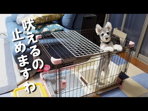 【要求吠え改善】要求吠えを直すには○○すべし!【ミニチュアシュナウザー】