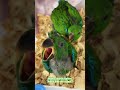 Solomon Eclectus Babies These Parrots Are One Of The Sweetest Birds Birds Parrot Eclectusparrot Solomon Eclectus Babies These Parrots Are One Of The Sweetest Birds Birds Parrot Eclectusparrot