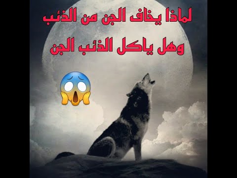 هل تعلم لماذا يخاف الجن من الذئب حقيقة اكل الذئب للجن