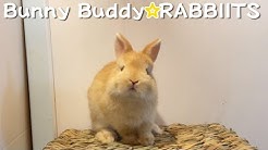 うさぎ専門店rabbitsラビッツ Youtube うさぎ専門店rabbitsラビッツ Youtube