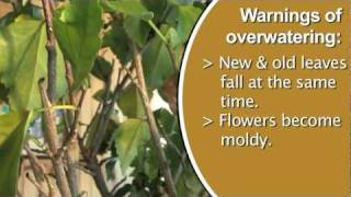 Signs of Over Watering Plants