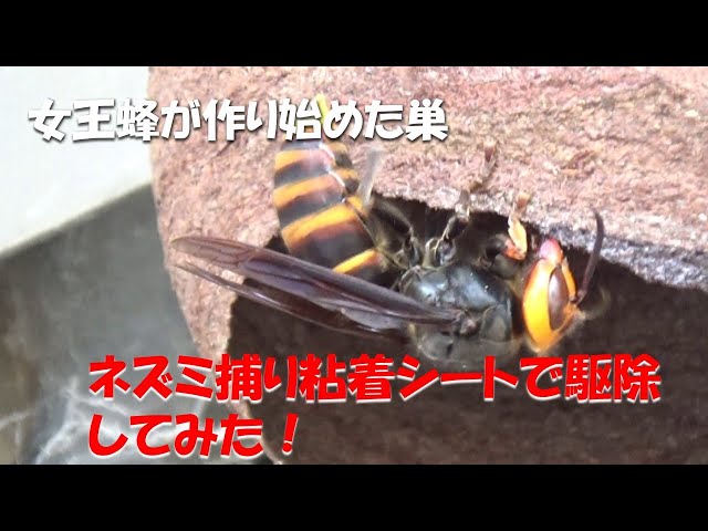 会津でスズメバチ駆除- ネズミ捕り粘着シートで女王蜂が作り始めた巣を