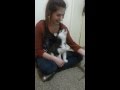 Siberian Husky puppy howling