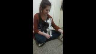 Siberian Husky puppy howling