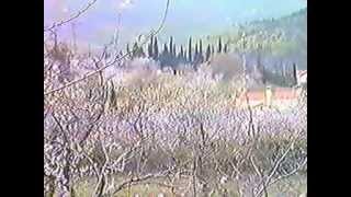 Ceret, cerisiers fleuris 5