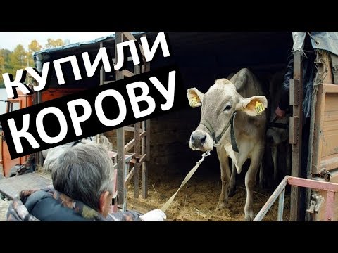 Купили КОРОВУ / ПОКУПКА и Перевозка коров
