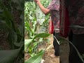 assembling automatic watering device using plastic bottles on wooden poles in the cornfield