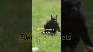 Learn more about Black Squirrels #blackfur #melanistic #