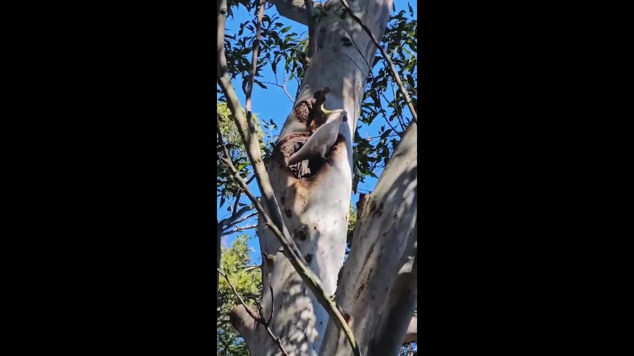 Canopy Consulting | A day on the Job