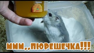 Хомяк ест детское питание👍 Угощаем Моську 🐭 тыквенным пюре