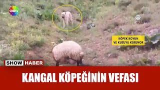 Koyun doğum yaptı, köpek başında bekledi