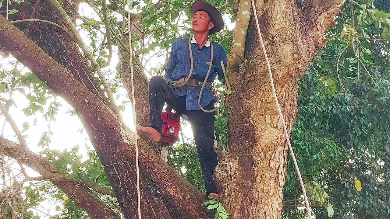 Sawing the biggest Trembesi tree of the year / Cưa cây Trembesi lớn sui ...
