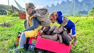Bim Bim And Baby Monkey Obi Went To Help Their Mother Harvest Sweet Potatoes