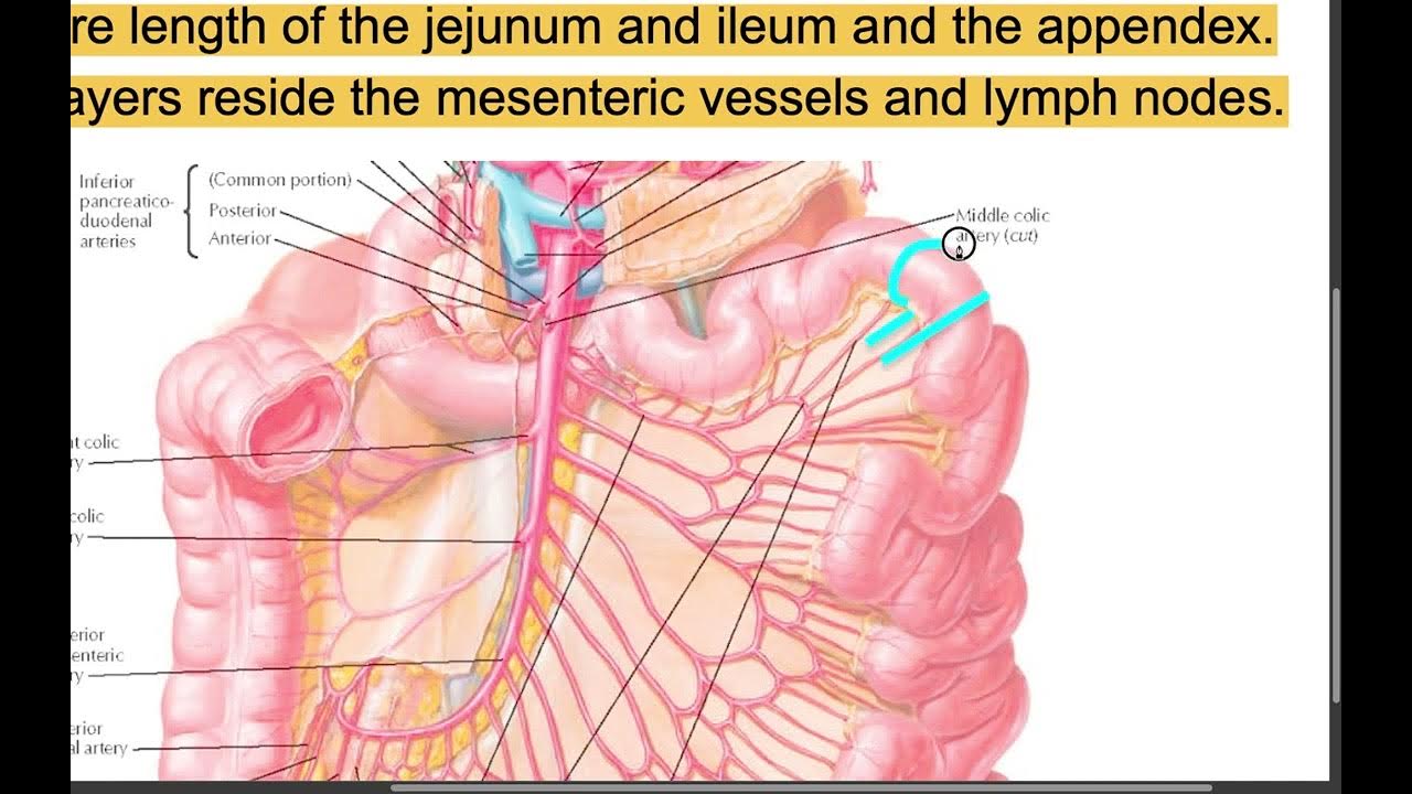 LECTURE 7 ANATOMY OF THE HOLLOW ORGANS part 2 YouTube
