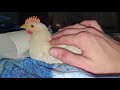 Как цыплёнок Пётр переживает сильные морозы