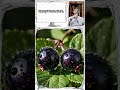 Великие лекарства. Белладонна