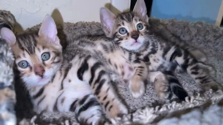 Video 11174441: bengal kitten born
