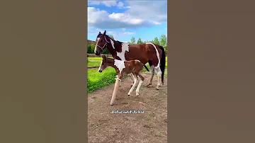 خطوات الحصان الأولى 