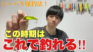 【シーバス】今の時期にシーバスを釣りたいのならこの釣りを極めれば釣れる!?