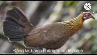 Tiếng gà mái rừng f1 mồi kêu trống /poj qaib seev 