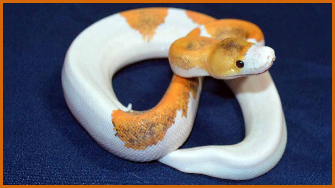 These Ball Python Breeding Experiments Backfired Badly - YouTube