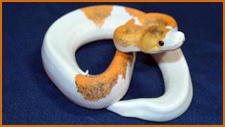 These Ball Python Breeding Experiments Backfired Badly