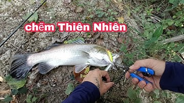 Câu Cá Lóc Gặp Thủy Quái Lure Cá Chẽm.Nên Sài Leder Tại Sao | Đồ Câu Đại Ngáo