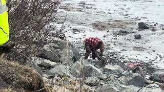 Fin whale remains being moved from Anchorage beach.