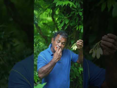 Bilimbi Beats All The Sour King Of Fruits 