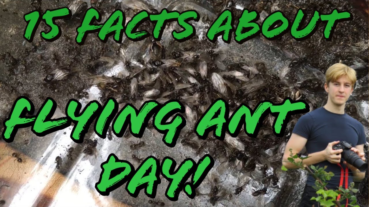 15 Facts about Flying Ant Day MyLivingWorlds Ants YouTube