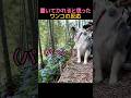 置いていかれると勘違いしたワンコの反応 #動物 #犬