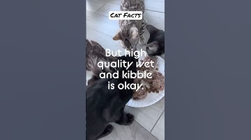 Raw-rrific diet: A raw diet for cats, also known as a "biologically appropriate raw food" #cat