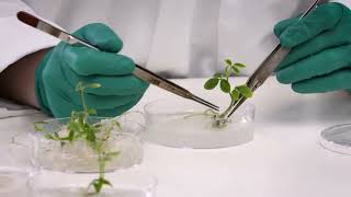 Enversa™ Herbicide: A Decade in the Making
