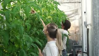 Greenhouse Vegetable Production Class