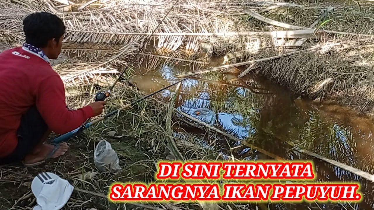 Spot Mancing Liar di Kebun Sawit yang Wajib kamu Coba Spot Mancing Liar di Kebun Sawit yang Wajib kamu Coba