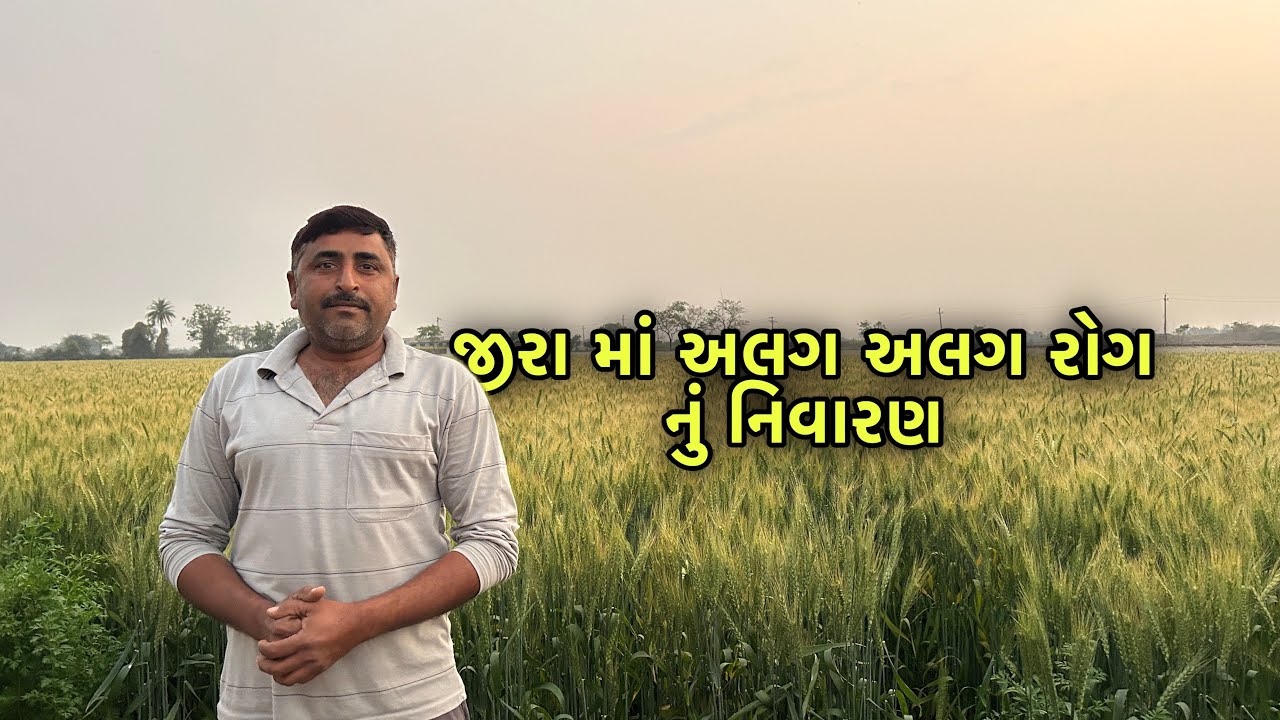 જીરા માં અલગ અલગ રોગ નું નિવારણ #જીરું #ગુજરાત #ખેતી