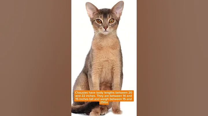 Video 9121611: chausie cat, cat breed, feline facts