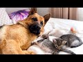 Funny Tiny Kittens Keep the Poor German Shepherd Dog from Sleeping