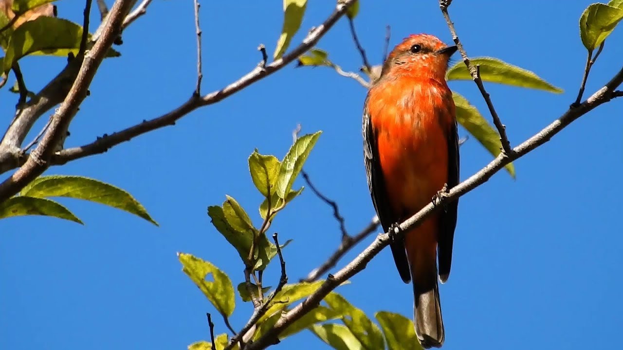 VERMILION FLYCATCHER male (PYROCEPHALUS RUBINUS), PRÍNCIPE, PAPA-MOSCAS-VERMELHO, CORAÇÃO-DE-BOI.