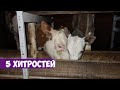 Простые способы приучения маленьких телят к дробленке