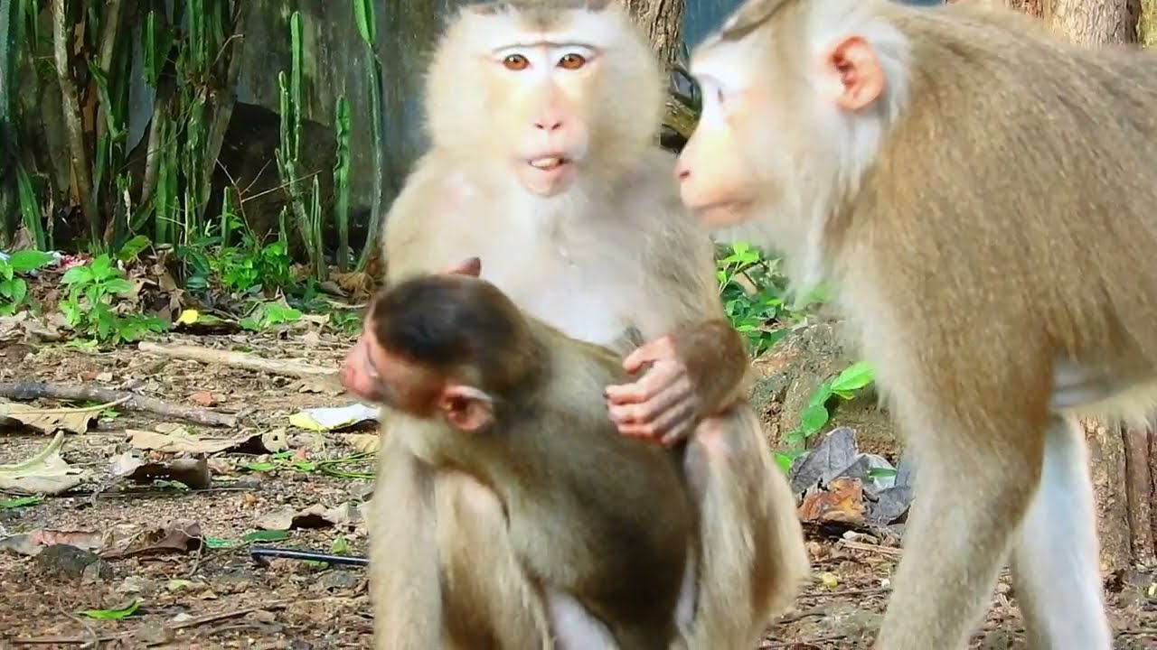 Million sweet love baby monkey